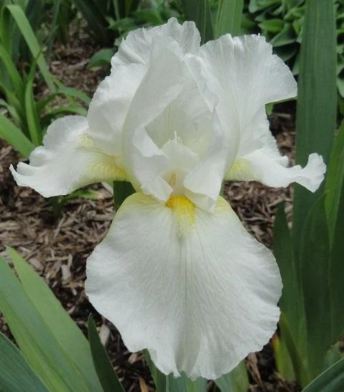 Tall Bearded Iris Plants - Ruffled White - 3 Live Plants - Iris germanica