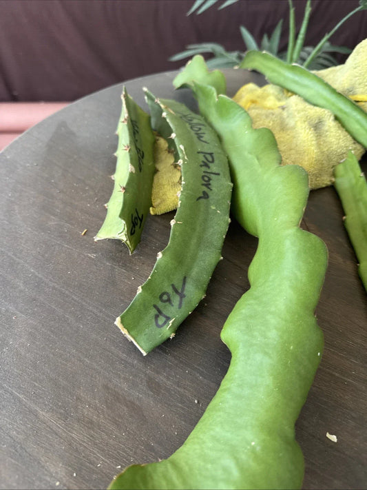 Organic Dragon Fruit Cuttings 4 Pack – Hylocereus Undatus Edible Cactus for Home Gardening