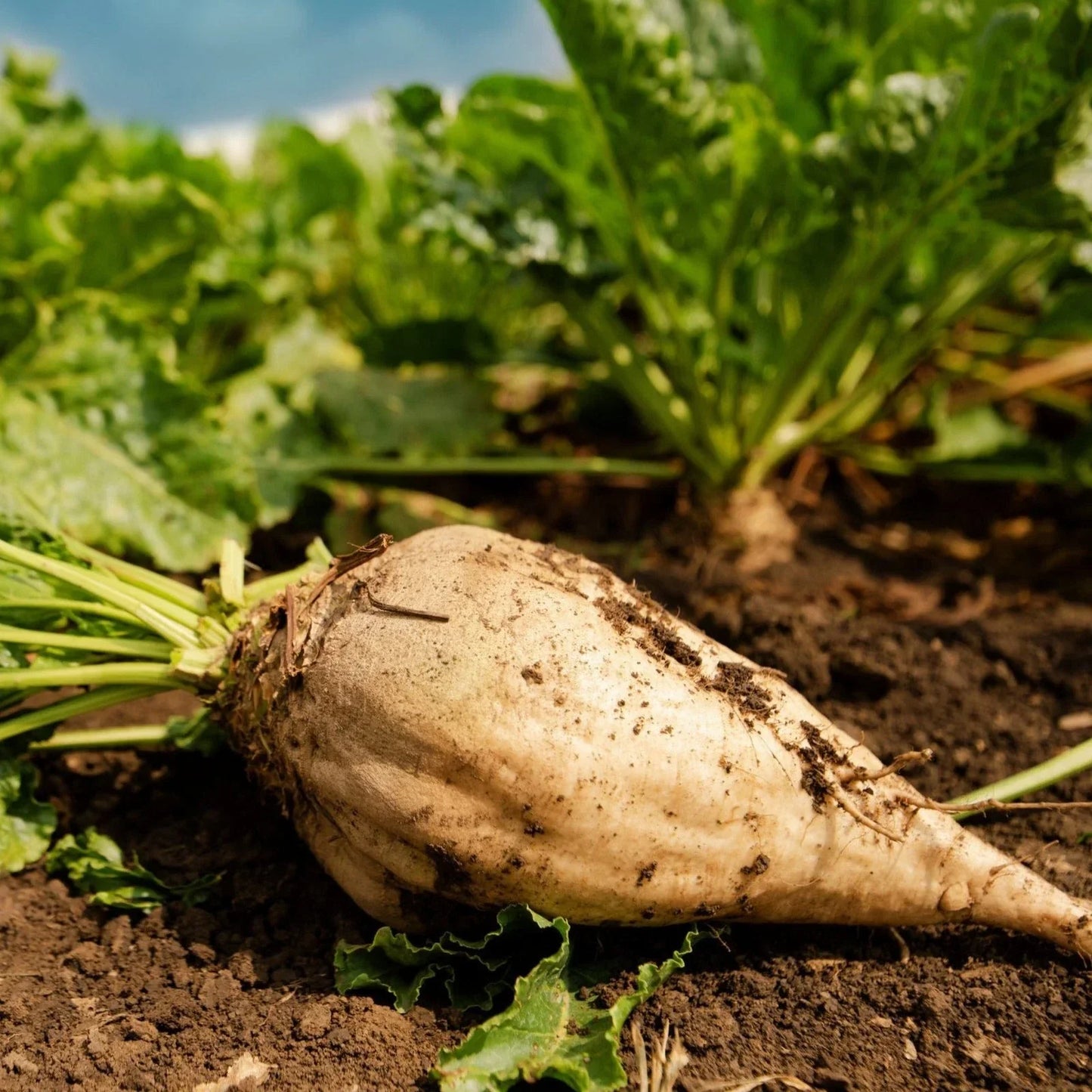 Sugar Beet Seeds White Albino Mangel Turnip Beta vulgaris - 2025 Planting, Non-GMO, High Germination, Organic, Versatile for Garden & Crop