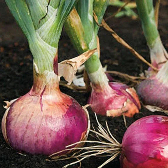 Red Burgundy Onion Seeds - 200+ Count, Short Day Allium cepa, Sweet Edible Bulb for Garden Planting 2025