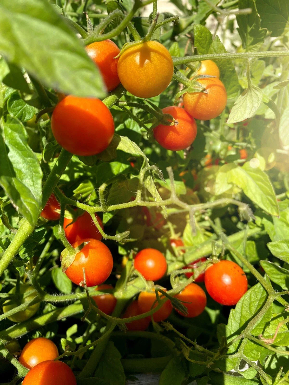 Super Sweet Tomato Seeds 50+ Non-GMO Solanum lycopersicum for Juicy, Flavorful, High-Yield Garden Harvest