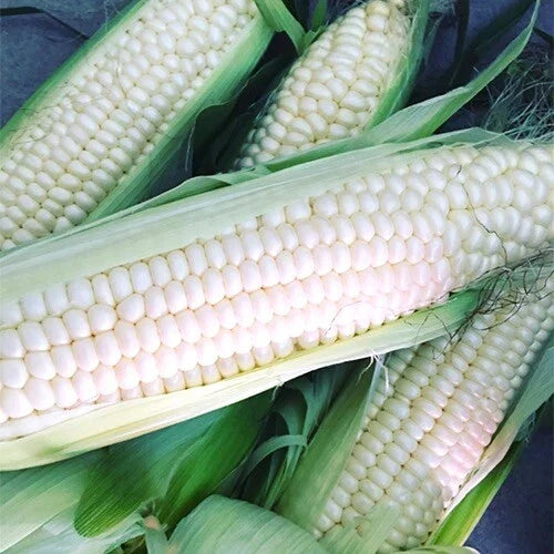 Silver Queen Corn Seeds | Hybrid White Zea mays | Non-GMO, Sweet Corn for Gardening & Farming