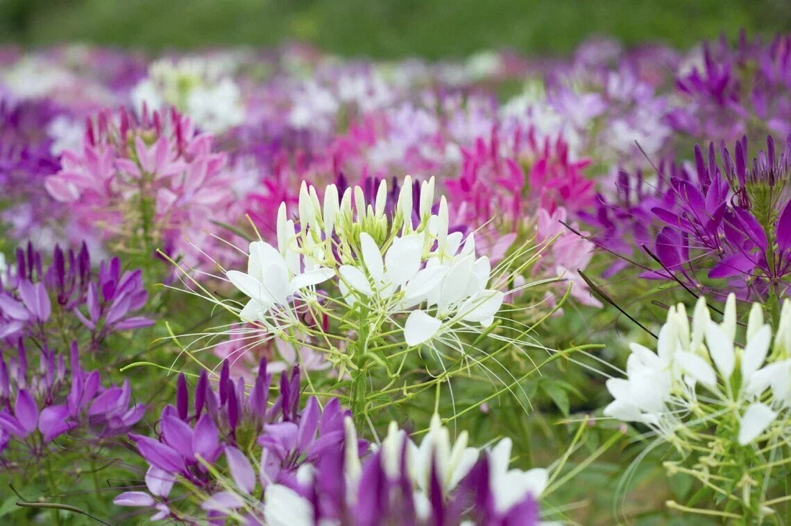 Spider Plant Seeds - 100 Count Clome Spinosa Perennial with Purple Pink White Flowers for Garden, Borders, Containers