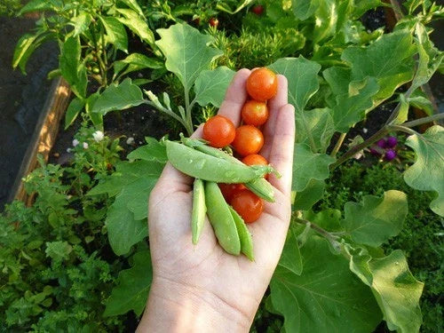 Dwarf Cherry Tomato Seeds – Smallest Sweet Variety for Salads – Solanum lycopersicum – Perfect for Containers & Small Gardens
