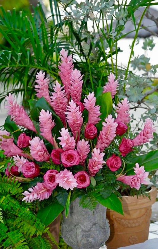 Hawaiian Hot Pink Ginger Plant - Small Rooted Starter - Alpinia Purpurata - Tropical Flowering Plant for Garden or Indoor
