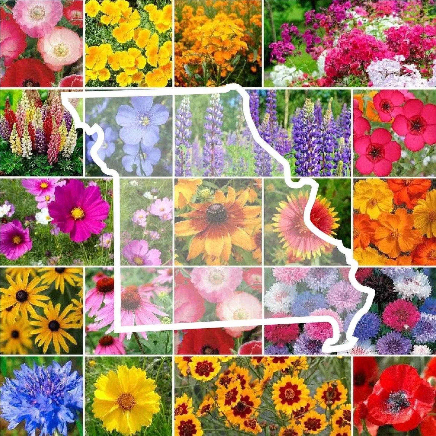 Wildflower Seed Mix Missouri State Flower Non-GMO Perennials & Annuals 1000 Seeds for Native Garden & Pollinator Attracting