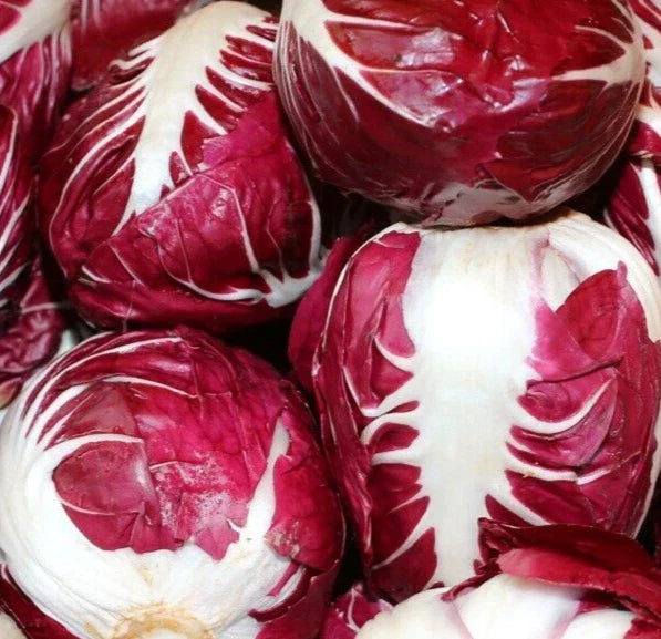Radicchio Seeds 1000+ Rouge de Verona Cool Season Vegetable Cichorium intybus