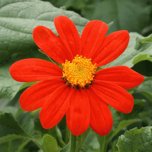 Mexican Sunflower Seeds - Red Torch Variety - Tithonia Rotundifolia for Garden, Attracts Pollinators, Easy to Grow, 2025 Planting