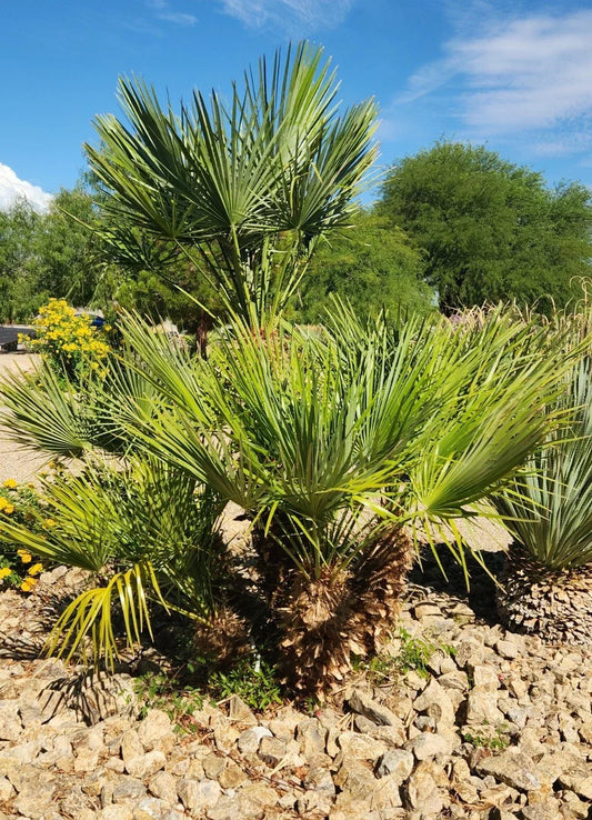 Mediterranean Fan Palm Seeds - 10 Chamaerops humilis Tropical Garden Plant for Outdoor & Container Landscaping