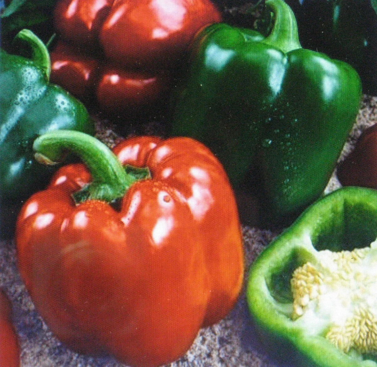 Bulk 300 Sweet Giant Pepper Seeds Capsicum annuum Vegetable for Gardening and Cooking