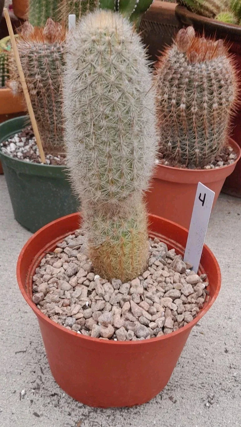 Bareroot Cactus 7-8" Haageocereus pseudomelanostele auriespinus with Unique Spines, Rare Succulent Plant for Indoor Outdoor Gardens