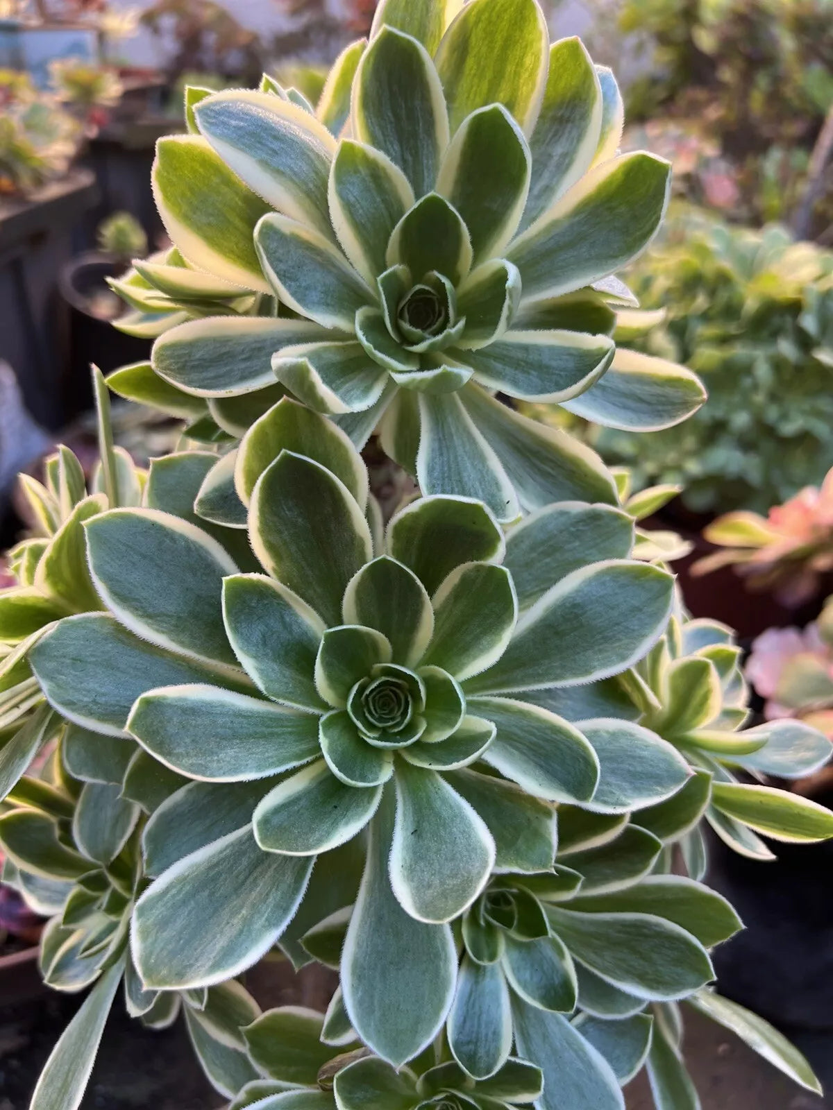 Aeonium Cutting | Green Rose Variety | Succulent Plant | Aeonium arboreum 'Zwartkop'