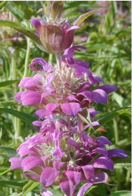 Lemon Mint Seeds 1200 Count Purple Variety Herb Monarda citriodora Attracts Hummingbirds Pollinators