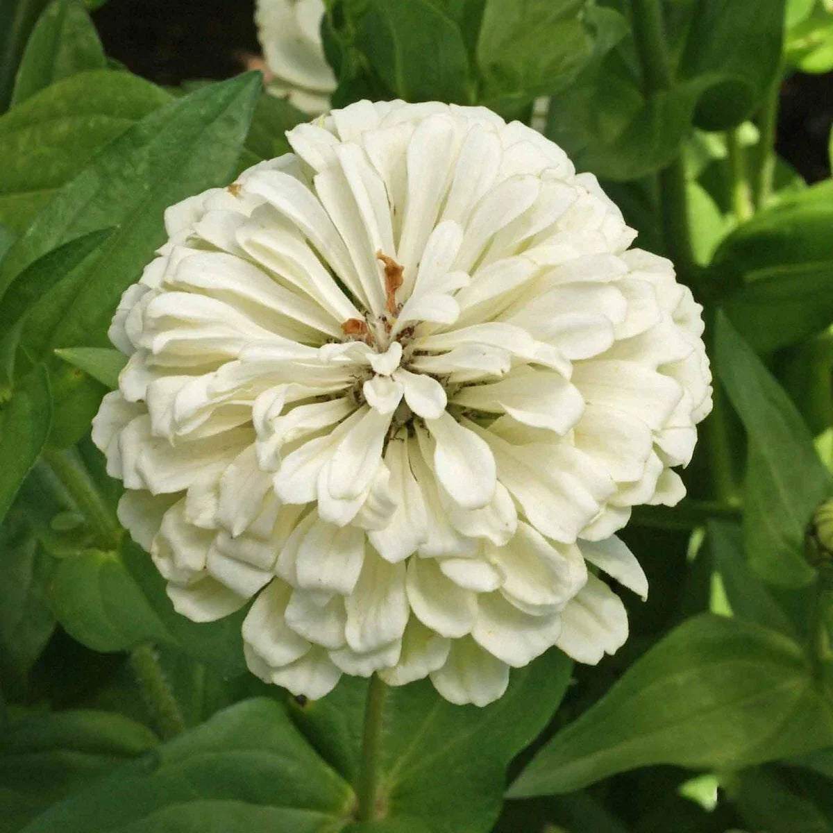 Polar Bear Zinnia Seeds 1/4 lb Wildflower Variety Mylar Packet - Vibrant White Blooms Everwilde Farms