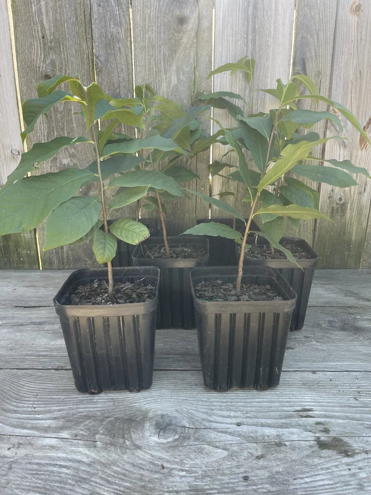 Potted Pawpaw Trees 1 Gallon 2 Year Old Asimina triloba 4 Pack Ready to Plant, Fruit-Bearing Native Tree for Garden or Orchard