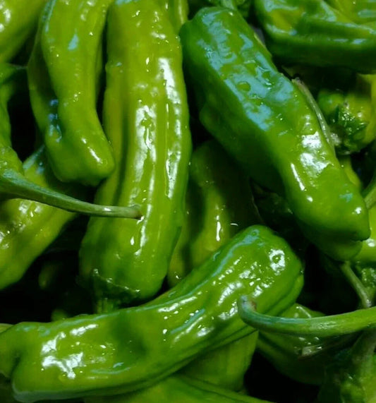 Italian Pepperoncini Seeds - 50+ Pack, Mild Heat, Pickling, Capsicum annuum, Vibrant Green & Yellow, Easy to Grow