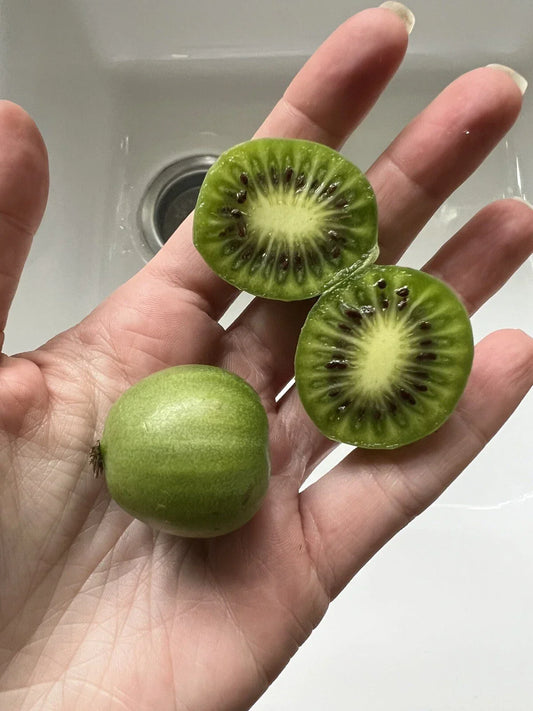 Issai Kiwiberry Seeds - 50 Pack, Arctic Grape Superfruit, Hardy Perennial Vine, Actinidia arguta, Fast-Growing, Green to Purple Berries