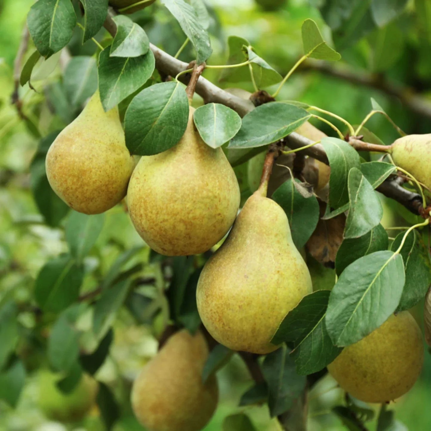 Bartlett Pear Tree Seeds | Pyrus communis | European Williams Green Pears | Fruit Tree Seed Packet for Garden Planting