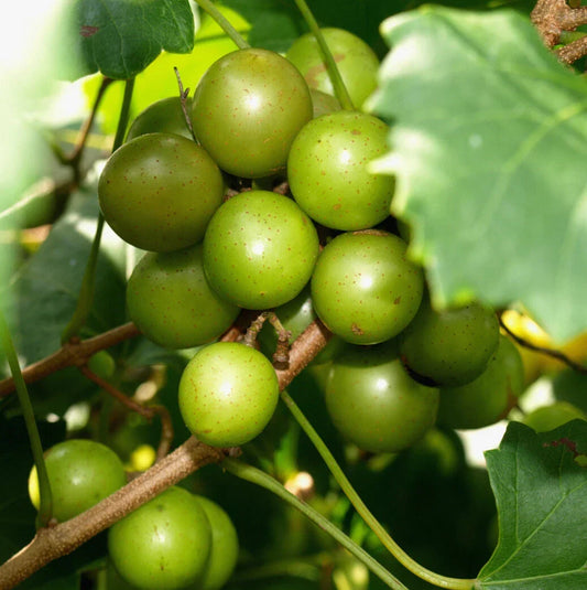 Muscadine Vine Cuttings 16 Pack | Carlos & Bronze Scuppernong | Vitis rotundifolia | Grape Scion for Home Garden