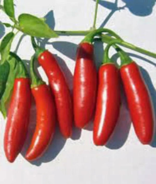 Heirloom Serrano Pepper Seeds, Non-GMO, Capsicum annuum, 100 Seeds, Hot Chili Peppers for Salsas, Cooking & Garden