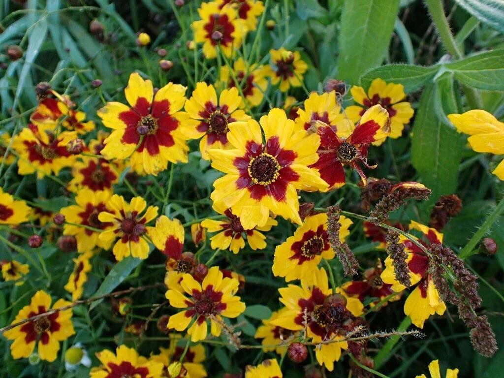 Coreopsis Seeds - Bulk Plains Coreopsis - Vibrant Yellow & Orange Flowers - Coreopsis tinctoria Wildflower Seeds