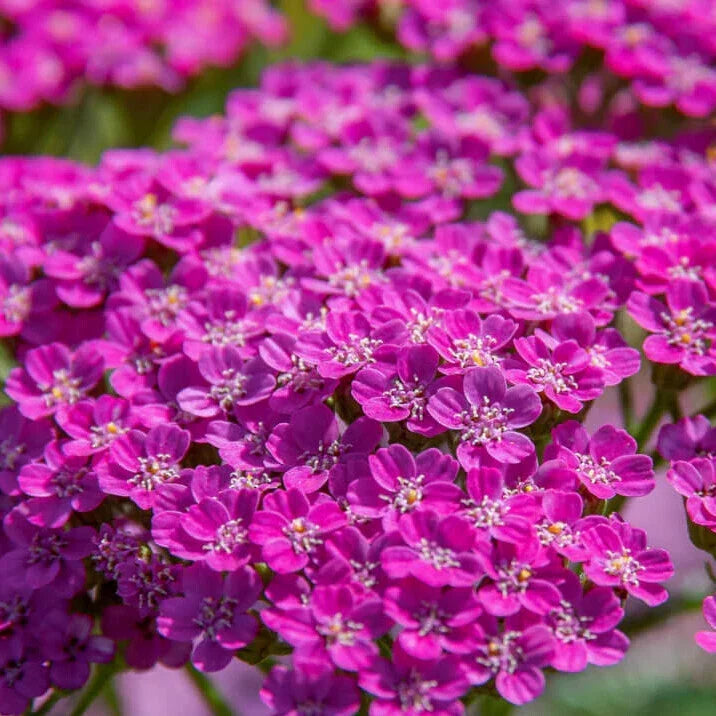 Cerise Queen Yarrow Seeds | Non-GMO Achillea millefolium 'Cerise Queen' | Perennial Flower Seeds for Pollinator Gardens