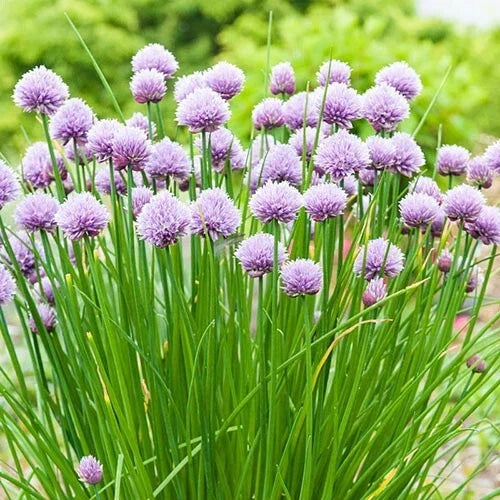 Chives Herb Seeds - 30 Fresh Allium schoenoprasum Seeds for Culinary Gardening, Indoor & Outdoor Planting, Non-GMO, Free USA Shipping