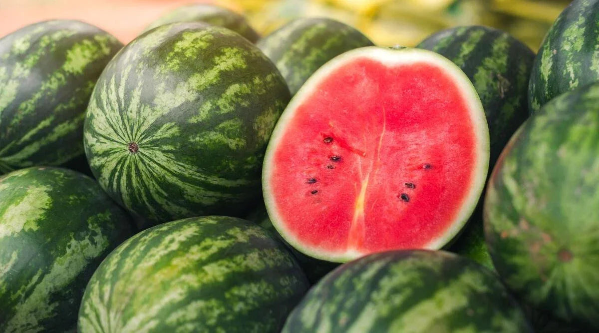 Picnic Watermelon Seeds - 50+ Pack for Garden Planting - Citrullus lanatus - Sweet, Juicy, Non-GMO, USA Grown, Full Sun