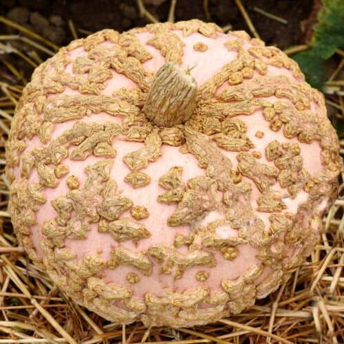 Galeux D'Eysines Pumpkin Seeds - 25+ Heirloom Seeds for Garden Planting - Cucurbita pepo, Warty Skin, Sweet Flavor, USA Grown, Seed Packet