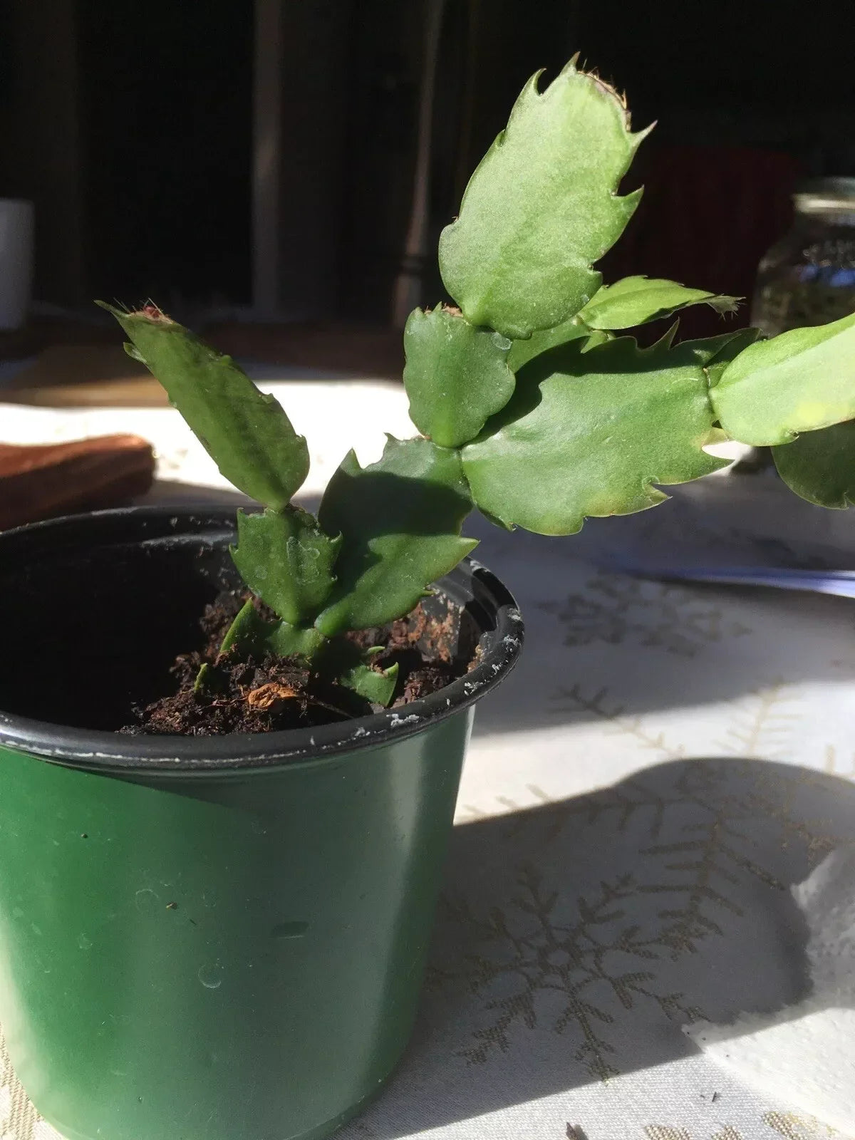 Christmas Cactus Plant 2-Year-Old Fuchsia Schlumbergera truncata Well-Rooted Indoor Houseplant Gift