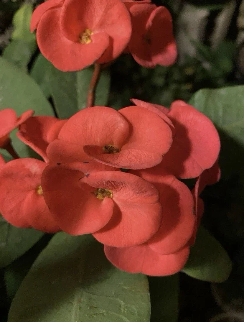 Euphorbia Milii Cutting | Rooted Red and Orange Crown of Thorns Plant | Christ's Thorn Succulent for Garden or Indoor