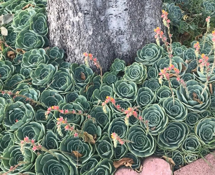 Echeveria Secunda Succulent Cuttings Pack - Lot of 5, 3 Inch Wide, Rosette Shape, Vibrant Colors, Low Maintenance, Indoor Outdoor