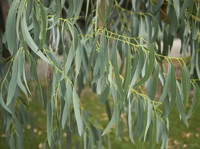 Eucalyptus Seeds - 50 Spinning Gum Tree Seeds - Perennial Tree - Eucalyptus perfoliata
