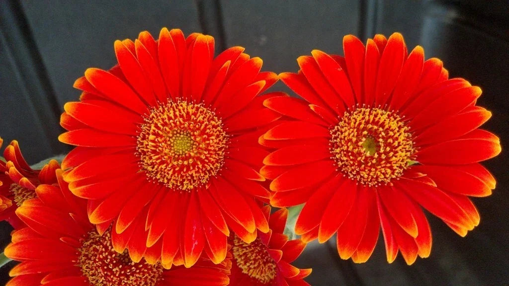 Red & Yellow Gerbera Daisy Seeds Pack - Gerbera jamesonii Flower Seeds for Garden, Borders & Containers, 200+ Seeds