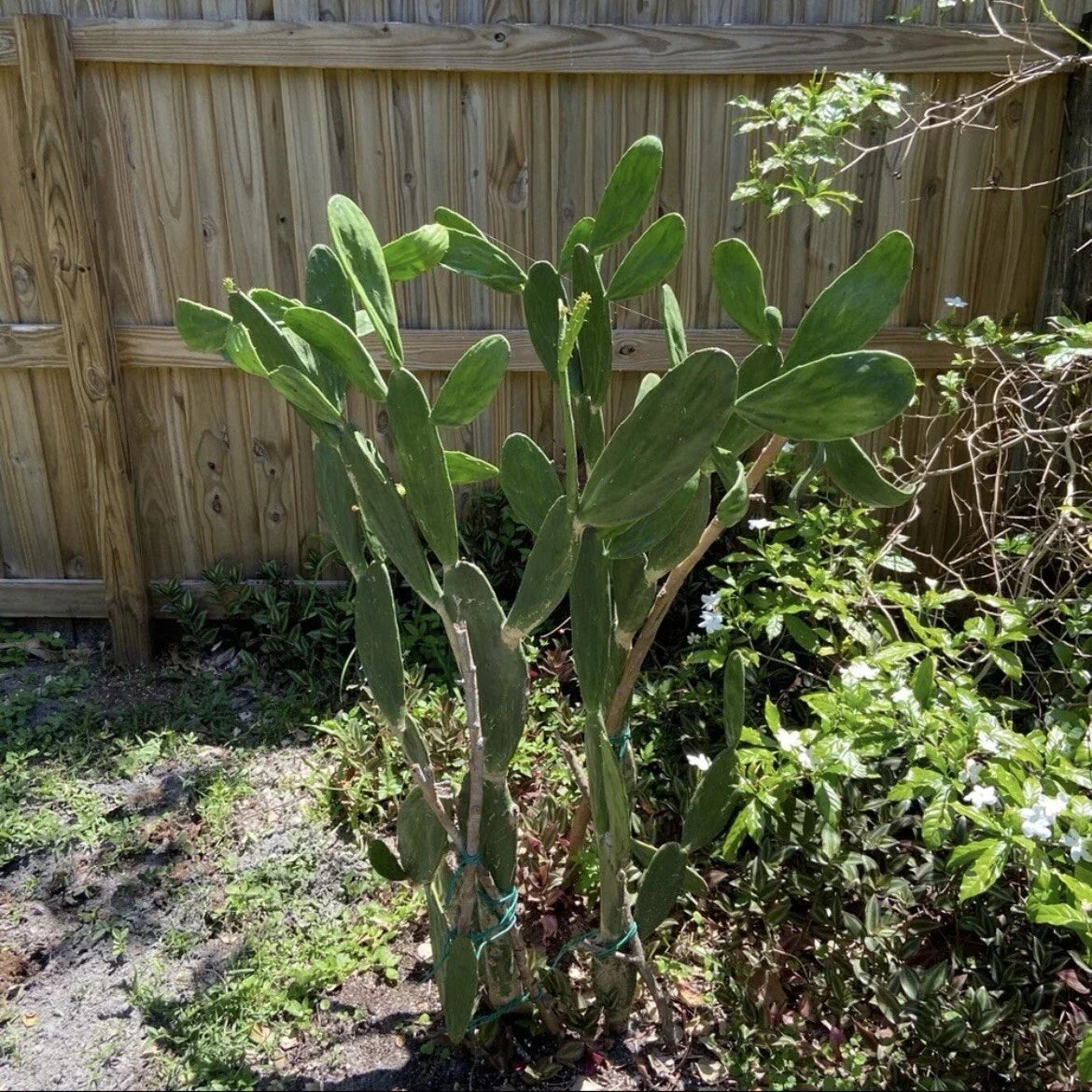Unrooted Cactus Plant Cuttings Lot of 2 – Dragon Fruit (Hylocereus undatus) & Prickly Pear (Opuntia spp.)