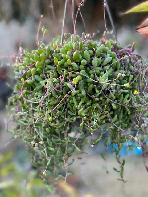 Othonna Capensis Ruby Necklace Succulent Live Plant in 4-Inch Pot, Colorful Foliage, Fully Rooted, Unique Cactus and Succulent Plant