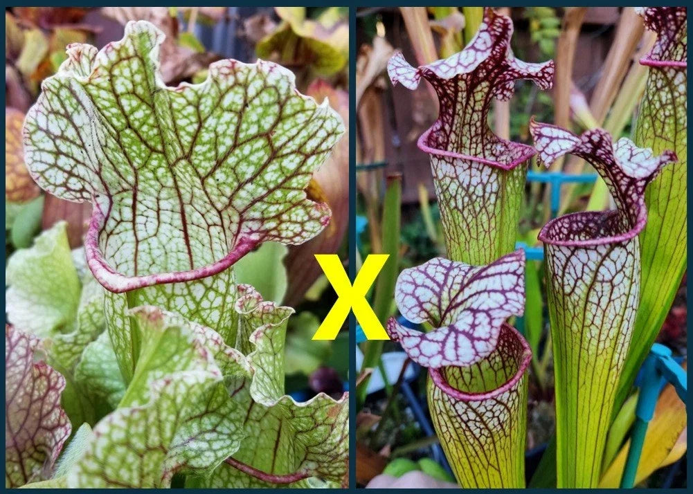 Sarracenia Seeds – Hybrid Fat Mitchelliana x Adrian Slack x Judith Hindle – Carnivorous Plant Seeds for Gardening