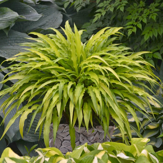 Hosta Curly Fries Perennial Plant in 5.25" Pot | Unique Curly Leaf Shade Garden Plant | Well-Rooted Hosta spp.