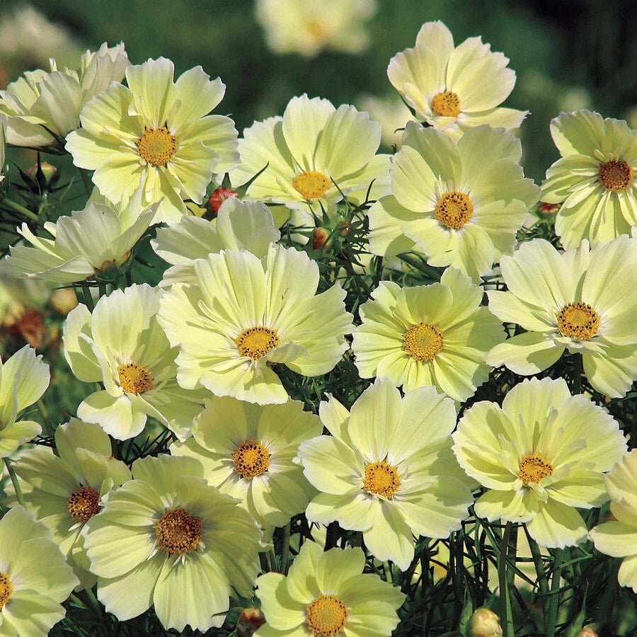 Cosmos Seeds - 100 Non-GMO Sunset / Sulphur Yellow Cosmos bipinnatus for Cut Flowers, Containers, Garden Borders