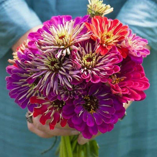 Zinnia Seeds - 100 Non-GMO Meteor Shower Mixed Colors - Vibrant Flower Variety for Garden, Cut Flowers, Pollinator Attractant - Zinnia elegans