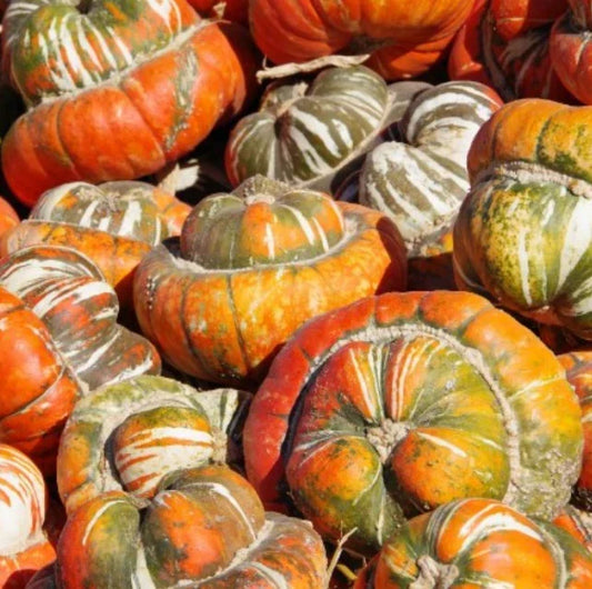Heirloom Turk's Turban Gourd Seeds – Edible Decorative Cucurbita maxima – Non-GMO USA – 12 Seeds