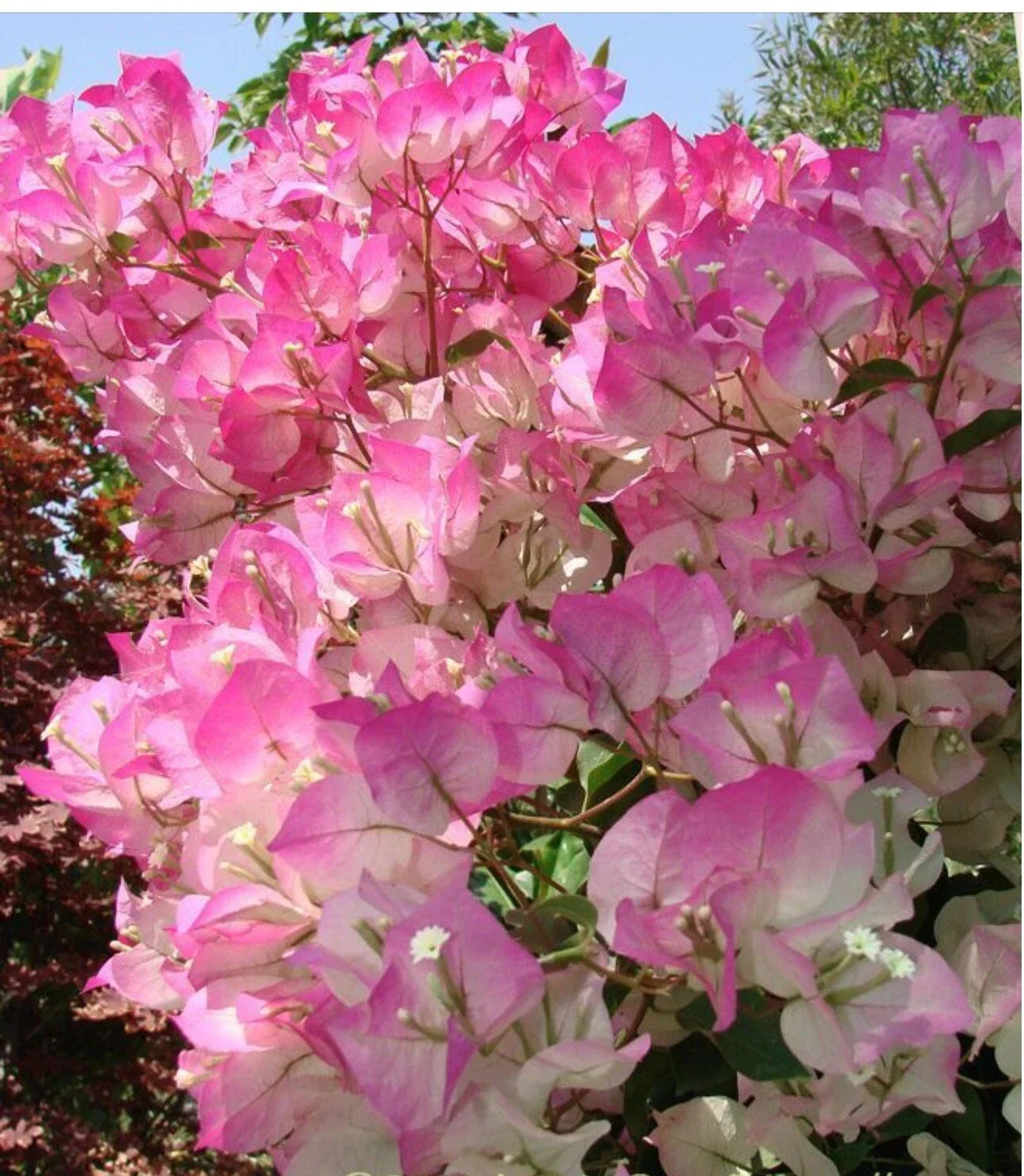 Cherry Blossom Bougainvillea Starter Plant - Small Well-Rooted Bougainvillea glabra with Vibrant Pink Blooms