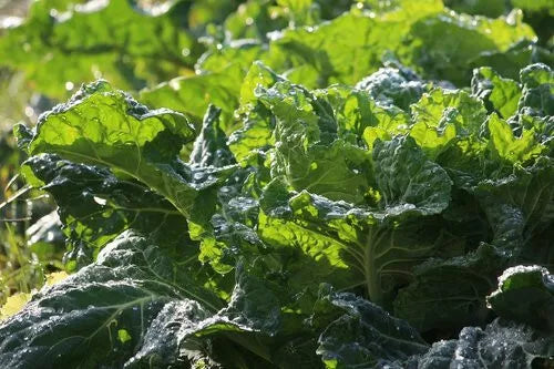 Mustard Green Seeds 500+ Heirloom Non-GMO Brassica juncea for Leafy Garden, Salad, Stir-Fry