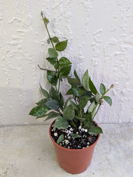 Hoya Lacunosa Live Wax Houseplant in 3-Inch Pot, Durian Perangin, Indoor Trailing Vine, Low-Light Houseplant, Rooted Plant
