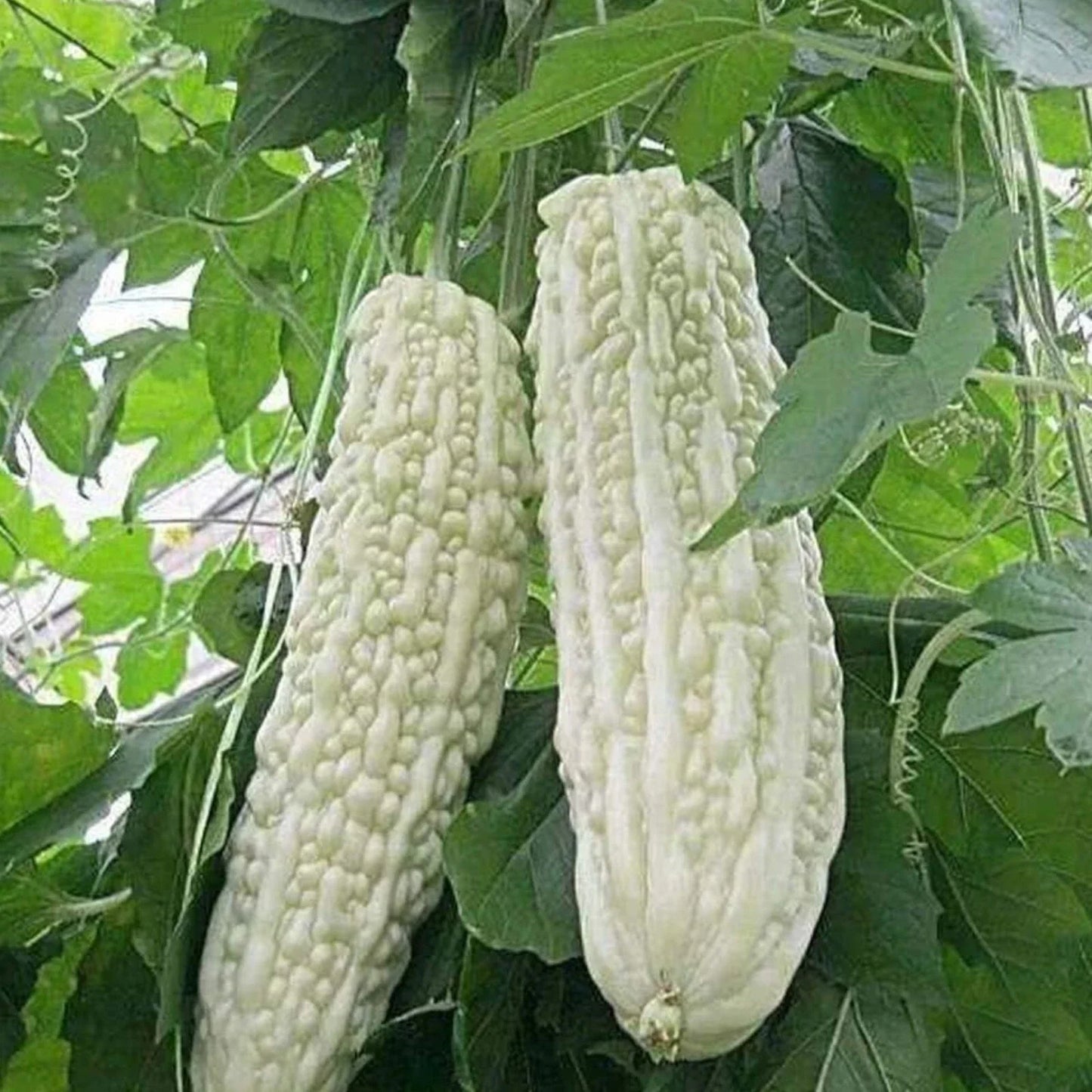 15pcs White Pearl Bitter Gourd Seeds Heirloom Momordica charantia Non-GMO for Home Gardening
