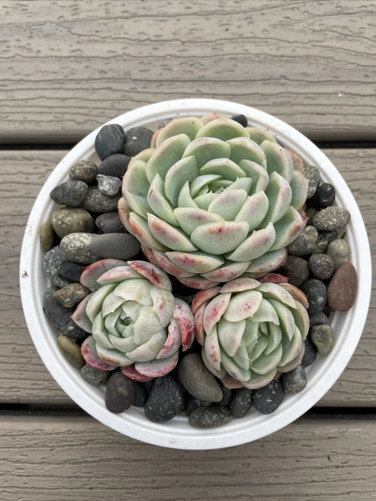 Echeveria Elegans Succulent - Mexican Snowball - 3 Live Rooted Plants - Compact Rosette, Blue-Green Foliage