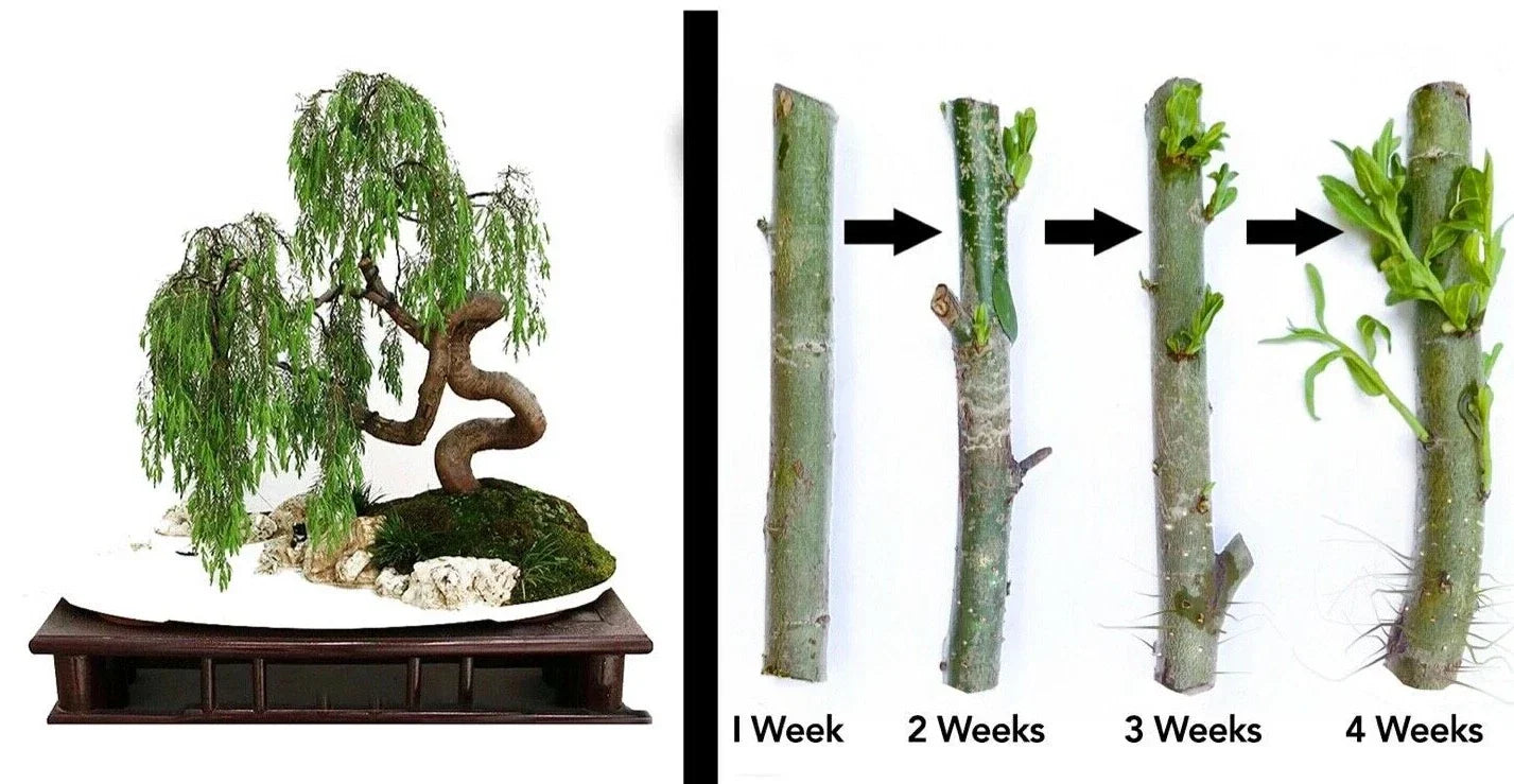 Dragon Bonsai Cuttings - Weeping Willow Tree - Dwarf Salix babylonica - Thick Trunk, Cascading Branches, Bonsai Starter Plant