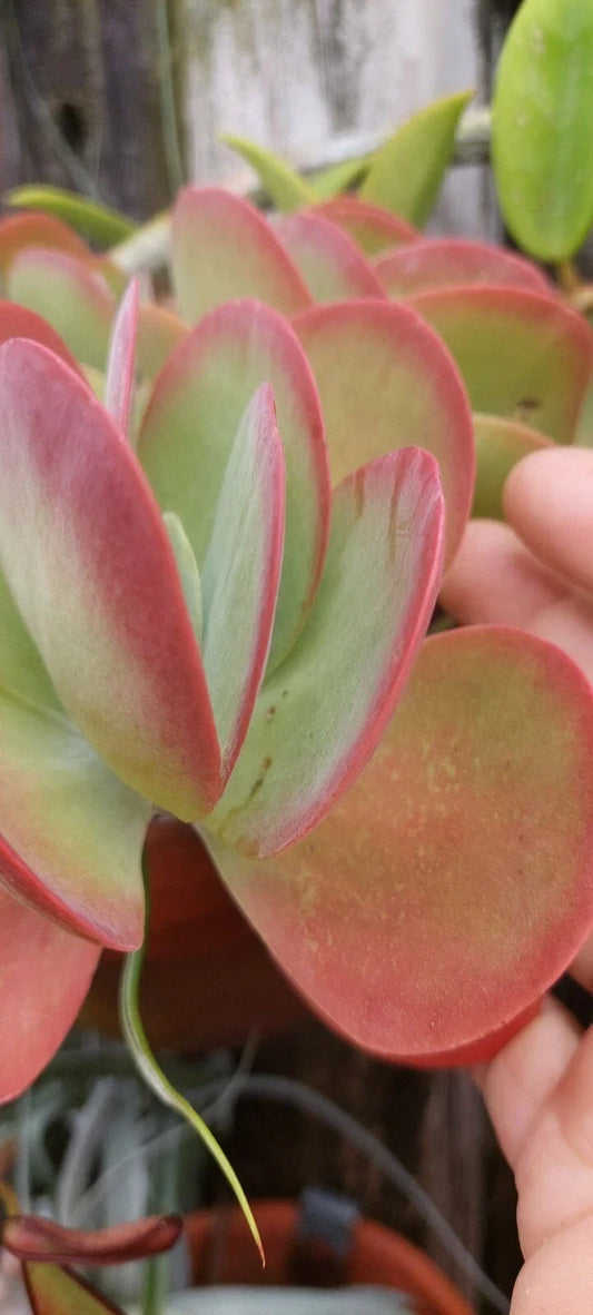 Live Flapjack Kalanchoe Succulent Plant | Paddle Leaf Variety | Kalanchoe luciae | Indoor & Outdoor Care