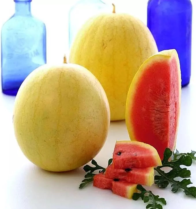 Golden Midget Watermelon Seeds - Heirloom Organic Citrullus lanatus - Mini Juicy Fruit for Small Gardens & Containers, 24 Seeds