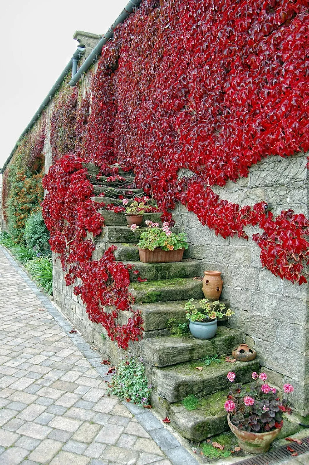 Boston Ivy Seeds 10 Pre-Stratified Parthenocissus tricuspidata Climbing Vine for Gardens & Walls